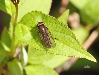 Platycheirus albimanus, male, hoverfly, Alan Prowse